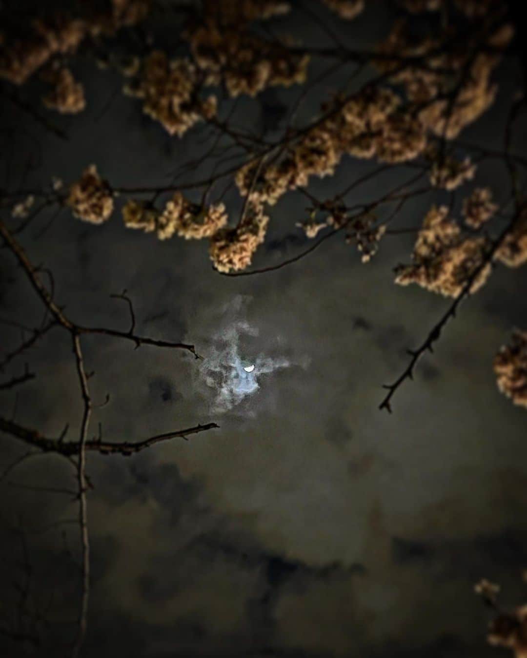 有森裕子さんのインスタグラム写真 - (有森裕子Instagram)「月と夜桜」3月28日 22時43分 - arimori.yuko33