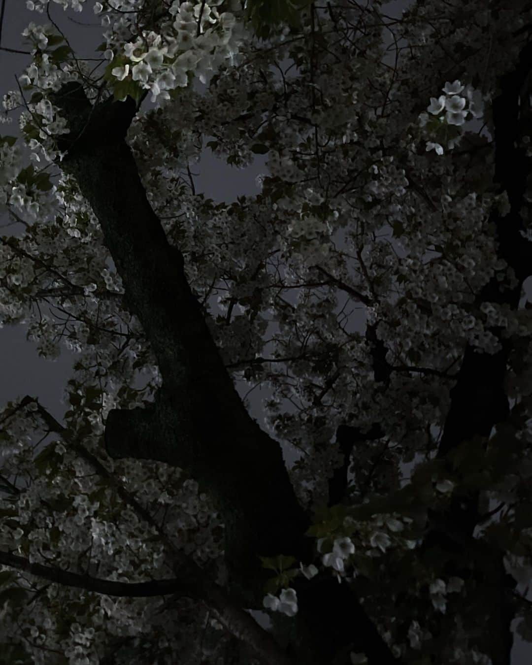 絢さんのインスタグラム写真 - (絢Instagram)「この前の休日。葉桜、ｷｭﾝ@meltthelady」3月28日 22時45分 - ____ayagram____