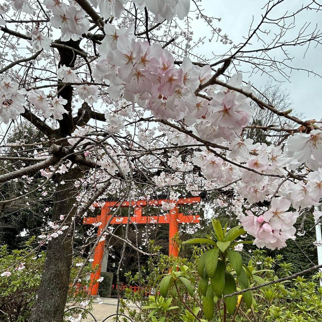 美蘭レンナさんのインスタグラム写真 - (美蘭レンナInstagram)「. 【歌舞伎観劇✨】 . . 先日、京都南座で三月花形歌舞伎を観劇しました🌸 若手俳優さん達によるエネルギッシュで 様々な趣向が凝らされた花形歌舞伎🌈  1時間55分にぎゅぎゅっと凝縮された 仮名手本忠臣蔵の5.6段目。  忠臣蔵メインシーンの踊りと殺陣が見れる 豪華な"忠臣蔵いろは絵姿"。 芝居あり、踊りあり、殺陣ありと盛り沢山な演目👏👏👏  久しぶりの歌舞伎観劇だったので、 豪華絢爛な世界に没頭しました☺️  その何日か後に、 日本舞踊協会関西支部の舞踊の会を鑑賞しました🌸 仕事終わりだったので、 少ししか観れなかったのですが、 様々な流派の方の踊りを見る事ができて、 至福の時間でした☺️☺️✨✨  3月中旬に京都に行きましたが、 桜が咲いてました☺️☺️☺️☺️🌸 . . . #京都#南座#歌舞伎 #三月花形歌舞伎 #尾上右近 さん #中村壱太郎 さん #中村鷹之資 さん #中村莟玉 さん #片岡千之助 さん #観劇#観劇記録 #忠臣蔵##いろは絵姿 #日本舞踊#藤間流 #お稽古#習い事 #日本文化#伝統芸能 #伝統文化 #桜#円山公園 #japan#kyoto #kabuki#sakura #nihonbuyo」3月28日 23時08分 - renna_miran33