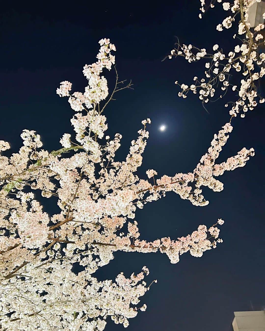 松本未夢さんのインスタグラム写真 - (松本未夢Instagram)「SAKURA🌸🌸🌸  . ดูซากุระตอนเย็นก็สวยดีนะ😘  #みーむー #夜桜 #夜桜ライトアップ  #มิมุ #ไม่ใช่มุมิ #คนญี่ปุ่น #เที่ยว #เที่ยวญี่ปุ่น #ซากุระ #sakura #yozakura」3月28日 23時32分 - miiimuuu_chan