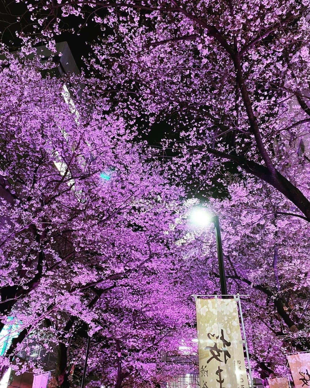 弘田佳孝さんのインスタグラム写真 - (弘田佳孝Instagram)「🌸🌸🌸 #sakura #cherryblossom #shibuya #tokyo」3月28日 23時34分 - yoshitakahirota