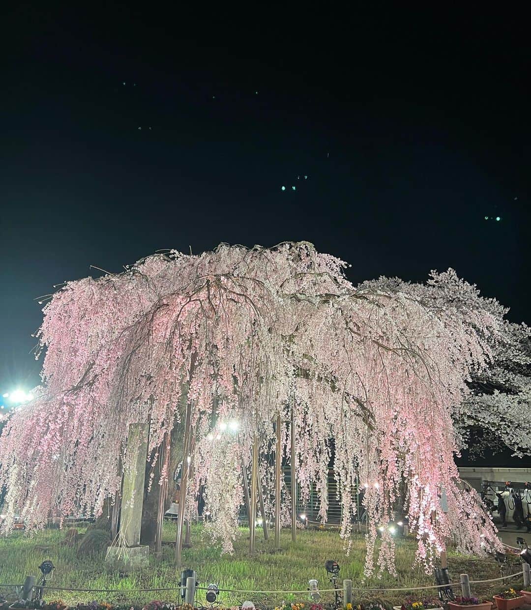 SATOKOさんのインスタグラム写真 - (SATOKOInstagram)「#スガシカオ #progress #nhk #songs #桜映え 素晴らしい桜の大樹と幻想的な収録でした♡相変わらずスガさんは面白いし優しい。子どもたち、カメラ回ってない時めっちゃスガさんとはしゃいでた♡」3月28日 23時48分 - fc_satoko