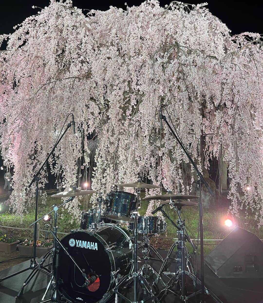 SATOKOさんのインスタグラム写真 - (SATOKOInstagram)「#スガシカオ #progress #nhk #songs #桜映え 素晴らしい桜の大樹と幻想的な収録でした♡相変わらずスガさんは面白いし優しい。子どもたち、カメラ回ってない時めっちゃスガさんとはしゃいでた♡」3月28日 23時48分 - fc_satoko