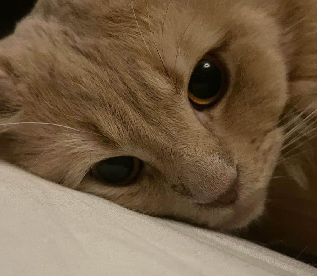 sarimaru(国木田さりまる)のインスタグラム：「🐈 𓂂𓏸」