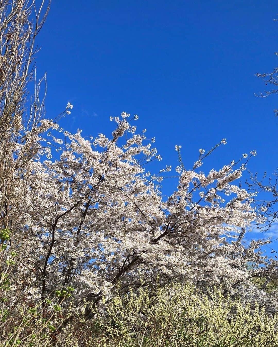 筧美和子さんのインスタグラム写真 - (筧美和子Instagram)「この人まだいるんですかパリ~ 終盤にしてようやくルーヴルやモネ✌️今年は花見できないかと思ってたけどパリにも桜が🌸」3月29日 0時31分 - miwakokakei