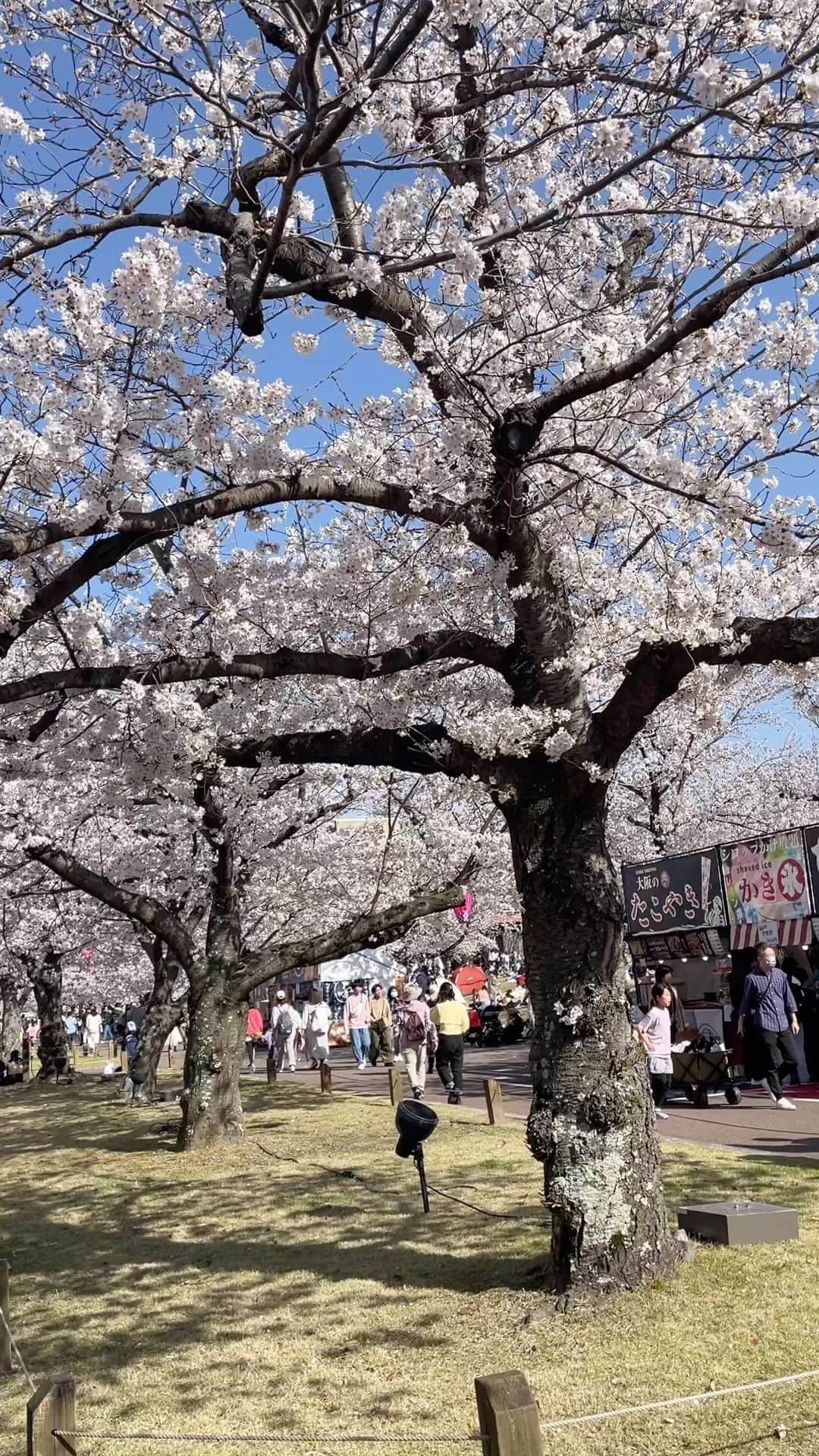 赤澤萌乃のインスタグラム：「ㅤㅤㅤㅤㅤㅤㅤㅤㅤㅤㅤㅤㅤ #桜 #cherryblossom ㅤㅤㅤㅤㅤㅤㅤㅤㅤㅤㅤㅤㅤ #お花見 #万博記念公園」