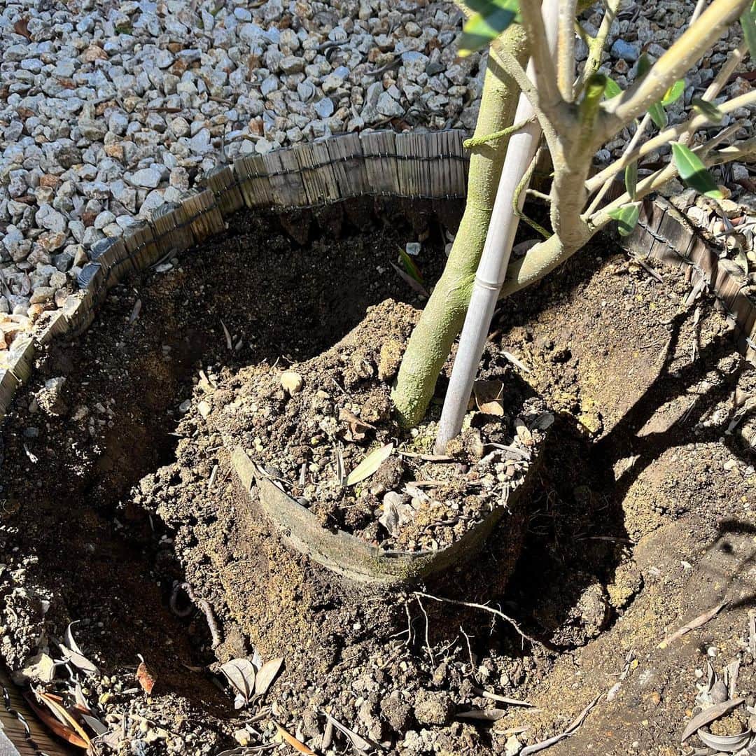 原田良也さんのインスタグラム写真 - (原田良也Instagram)「久々の庭作業。  なかなか大きくならないオリーブの土を掘り返してみるとまーまー粘土質。  栄養満点のふかふかの土に替えてみました^ ^  やっぱ庭いじりはたのしーなー^ ^  #庭いじり #土 #オリーブ」3月29日 1時05分 - irasshassee