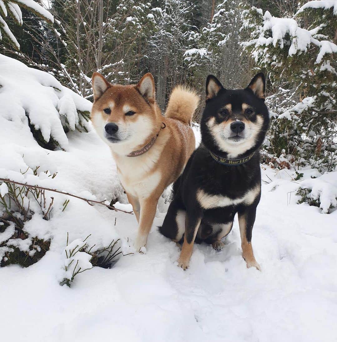 ?Fricko the Shiba Inu?のインスタグラム：「⛄️ Enjoy the last snow days ⛄️   🐾 #FrickoandKeaton #🐶 #shiba #shibainu #dog #柴犬 #赤柴 #黒柴  #adorable #shibalovers #shibaholics  #dogoftheday  #weeklyfluff #aww #dogstagram  #puppiesofinstagram #shibapuppy」