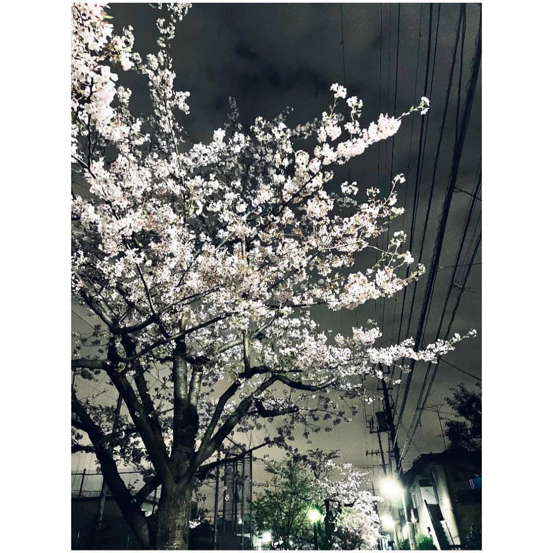 iCasのインスタグラム：「たぶん今季ギリギリ、散る前の🌸 来年の今頃はどんな気持ちで見上げるのだろか  毎年変わらず咲き誇ってくれる桜を 毎年違う気持ちで見ている  歳をとることの素晴らしさと切なさは表裏一体なんだよね〜〜  諸行無常」