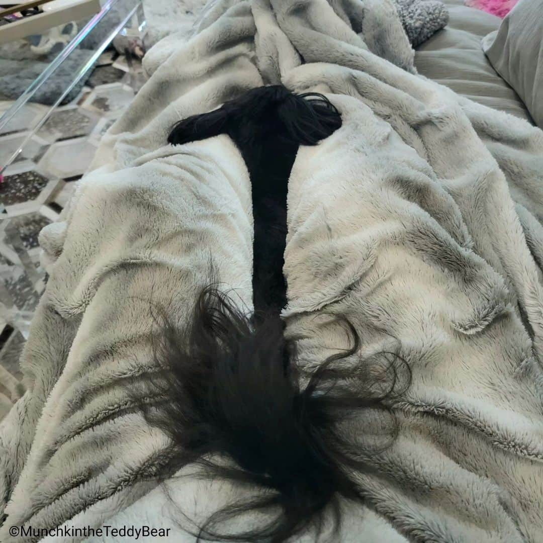 Original Teddy Bear Dogのインスタグラム：「Is it a bird 🕊️ Is it a plane ✈️ no it's me and my tail laying in mom's lap last night 🍫🖤😴」