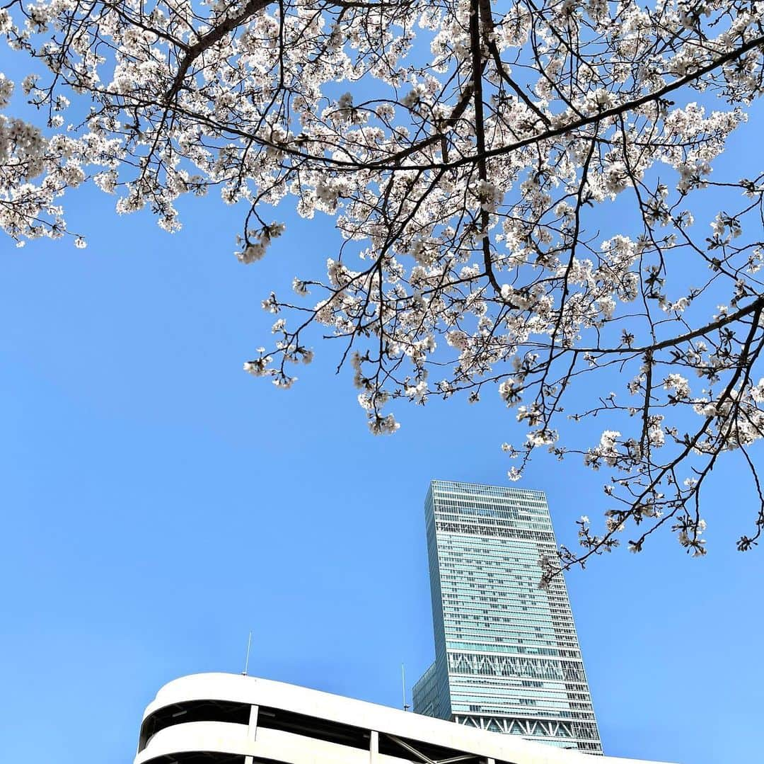 ハルカス大学さんのインスタグラム写真 - (ハルカス大学Instagram)「#ちらカス #ハルカス #桜 #サクラ #さくら #あべのハルカス #cherryblossom #大阪 #天王寺 #あべの #花見  #osaka #tennoji #abeno #harukas #jp #march #日本 #ランチ #lunch  #cherry #春 #spring #photography #photo #団欒 #おでかけ #あべてん #ええやん  #大阪城公園」3月29日 13時11分 - harudai.jp