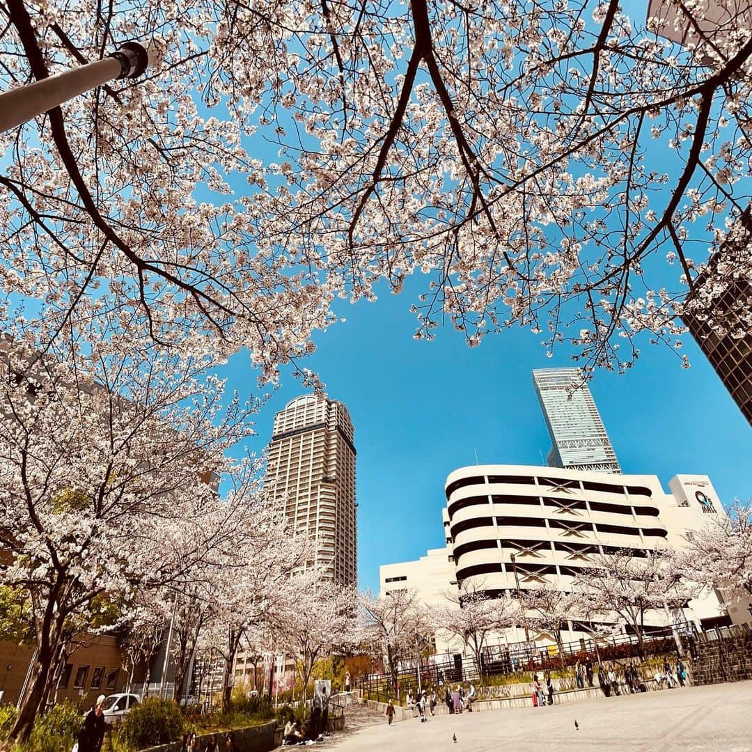 ハルカス大学のインスタグラム：「#ちらカス #ハルカス #桜 #サクラ #さくら #あべのハルカス #cherryblossom #大阪 #天王寺 #あべの #花見  #osaka #tennoji #abeno #harukas #jp #march #日本 #ランチ #lunch  #cherry #春 #spring #photography #photo #団欒 #おでかけ #あべてん #ええやん  #大阪城公園」