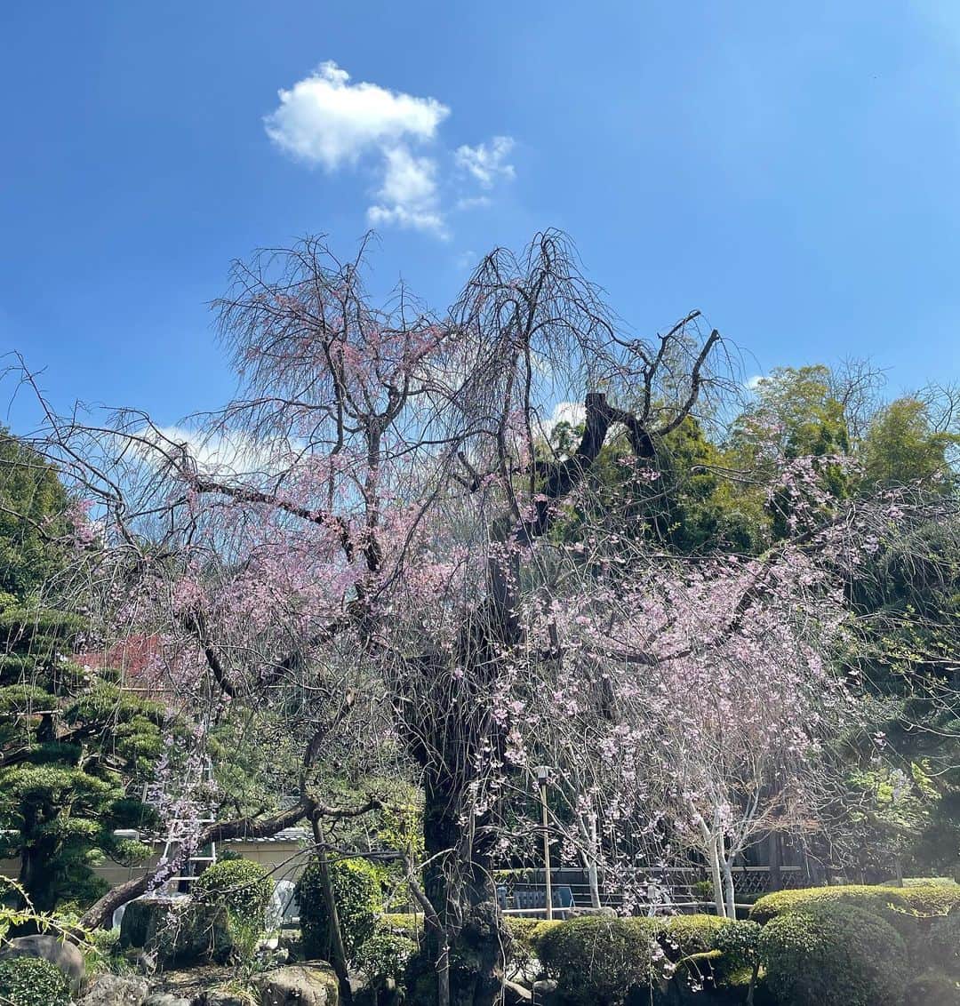 森田繁さんのインスタグラム写真 - (森田繁Instagram)「枝垂れたる古刹の花もはや盛り。 今川氏真の墓石前で自撮りのおっさんいとおかし。」3月29日 11時46分 - siglic