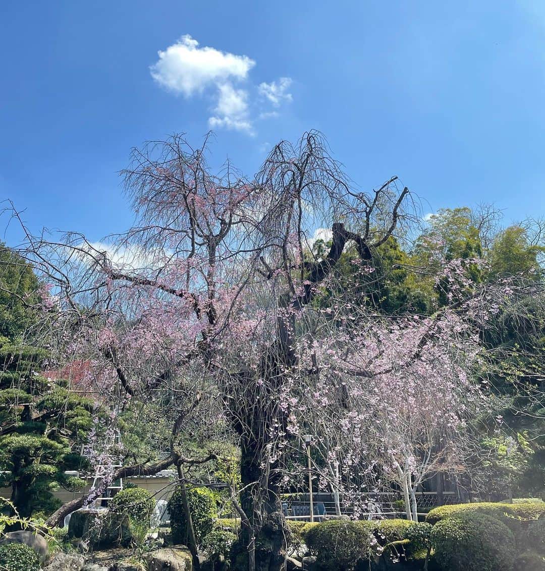 森田繁のインスタグラム：「枝垂れたる古刹の花もはや盛り。 今川氏真の墓石前で自撮りのおっさんいとおかし。」