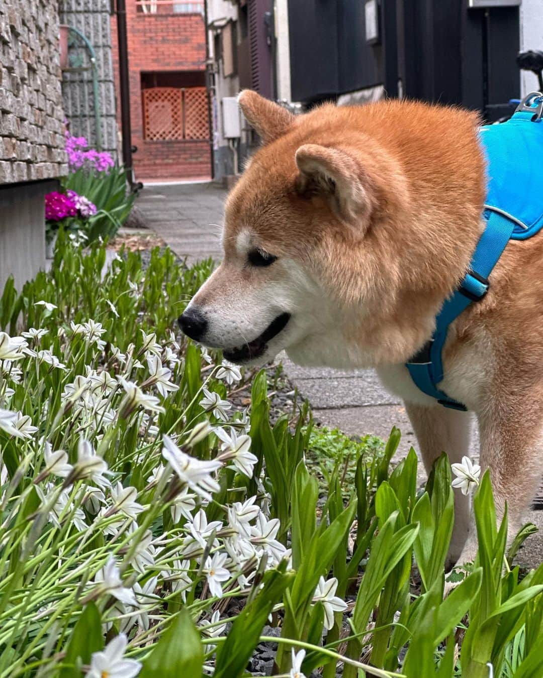 まる（まるたろう）のインスタグラム：「Good morning!✨🐶✨これは見た事ないかもな〜 #覚えるの大変だにゃ #勉強あるのみ #文武両道 #まるお花博士になりたいの」