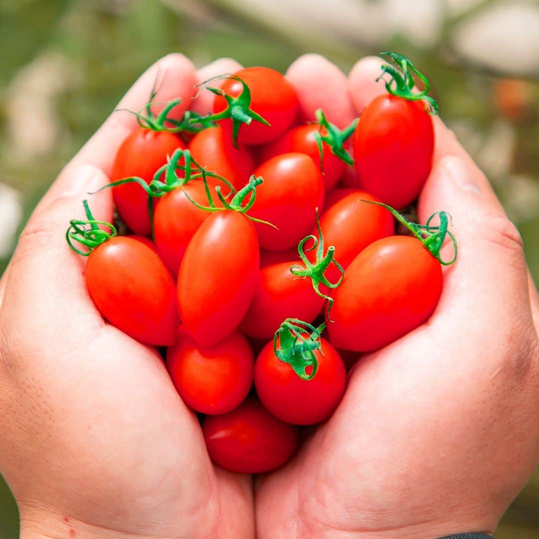 ＯＳＭＩＣ【オスミックトマト公式】さんのインスタグラム写真 - (ＯＳＭＩＣ【オスミックトマト公式】Instagram)「OSMICは美味しいトマトを作るために、日々研究を重ね、技術を磨き続けています！  今回は収穫についてご紹介✨  ミニトマトはぶどうのように房に実り、茎に近い方から順に色付きます。 収獲してから追熟させる方法もありますが、 OSMICトマトは糖度があがり、完熟するまで収穫しません！ これも甘さを約束する1つの要素となっております🍅  ------------------------------------ 【公式】OSMIC トマト https://www.youtube.com/channel/UCb6H-ILoMFnDxEc00QlIcBg ------------------------------------  OSMICの公式YouTubeチャンネルでは、 農場の様子など色々な動画を公開しておりますので、 チャンネル登録よろしくお願いいたします🍅！  #OSMICトマト #オスミックトマト #OSMICFIRST　#オスミックファースト　#ミニトマト #高糖度フルーツミニトマト #OSMIC #美味しさの秘密 #農場 #栽培　#マルハナバチ　#収穫 　#トマト #フルーツトマト #トマト大好き #野菜 #ハウス　#水切り栽培　#YouTube」3月29日 12時00分 - osmic_jp