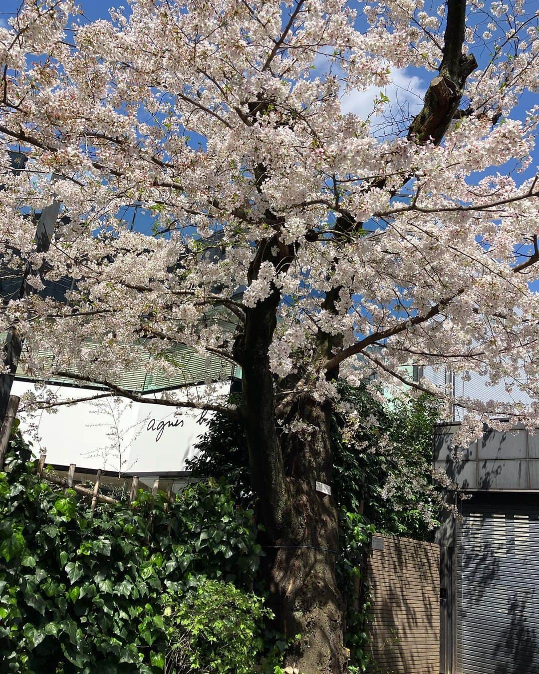 吉見佑子さんのインスタグラム写真 - (吉見佑子Instagram)「毎年、ここに暮らして30年かな、うちから一番近い桜君。今年は優しい咲き方してる」3月29日 12時01分 - yuko_yoshimi