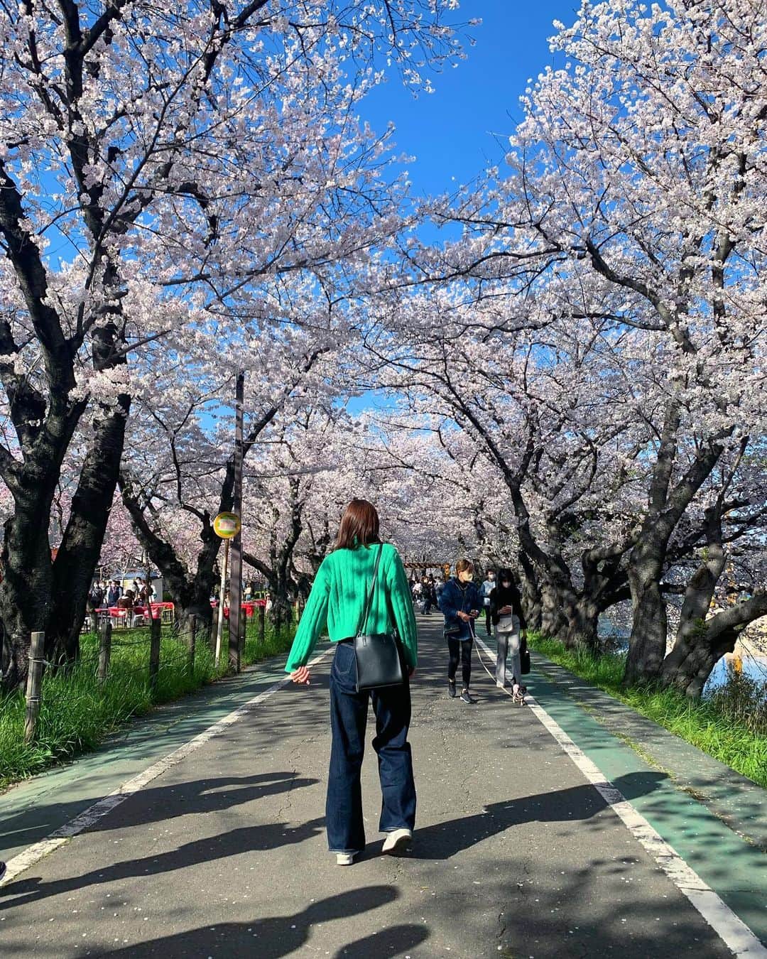 早坂梢依のインスタグラム：「. ふらっと行った清洲城のとこの桜がとても綺麗だった🌸  #清洲城 #お花見」