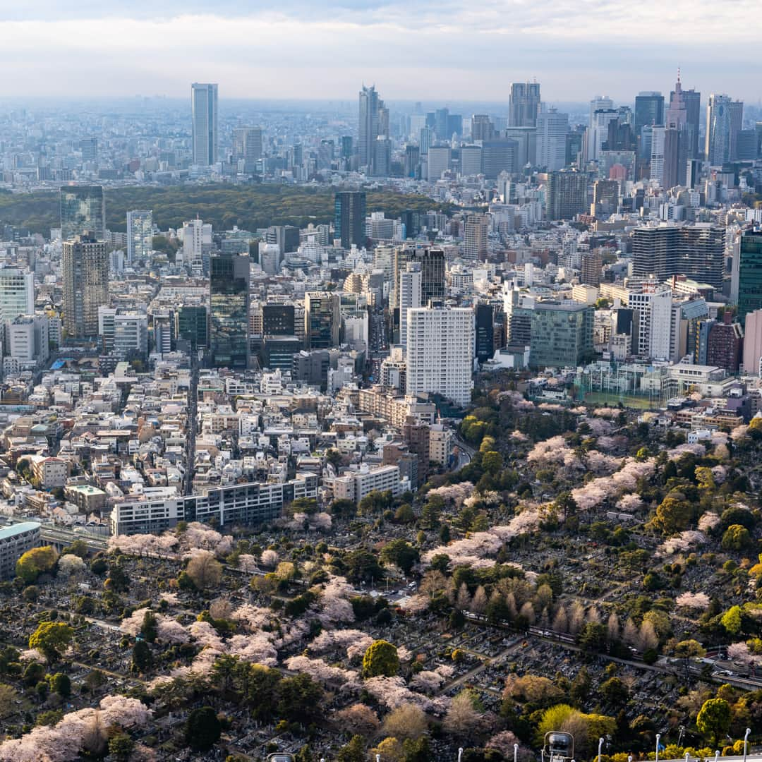 Tokyo City View 六本木ヒルズ展望台のインスタグラム：「六本木ヒルズ展望台では、上から都内の桜を見渡す“天空のお花見”を体験していただけます🌸🌸🌸 眼下に広がる青山霊園の桜の十字は圧巻ですよ！！ 桜の季節はあっという間！どうぞお見逃しなく🌸🌸🌸 ・ 🌸「スプリング・スカイデッキ2023」開催中🌸 人気イラストレーターmameさん描きおろしのオリジナルフォトスポットの設置や、この時期ならではのライトアップのほか、春をイメージした音楽と香りの演出などをお楽しみいただけます。また、52階のレストラン「THE SUN & THE MOON」では、デイタイムとナイトタイムでそれぞれ旬の食材を使用したシーズナルメニューをご提供中！ ※スカイデッキは天候不良時クローズ ・ 撮影：荒谷良一（2023/3/28）  #六本木ヒルズ展望台 #スカイデッキ #東京シティビュー #展望台 #スプリングスカイデッキ #桜 #天空のお花見 #お花見 #絶景 #景色 #荒谷良一 #RoppongiHillsObservationDeck #SkyDeck #TokyoCityView #SPRINGSKYDECK #TCV #cherryblossoms #Tokyo #japantravel #tokyo #roppongi #RyoichiAratani #travelgram #japantrip #japan_daytime_view #japan_of_insta #bestjapanpics #tokyomuseum #artoftheday」