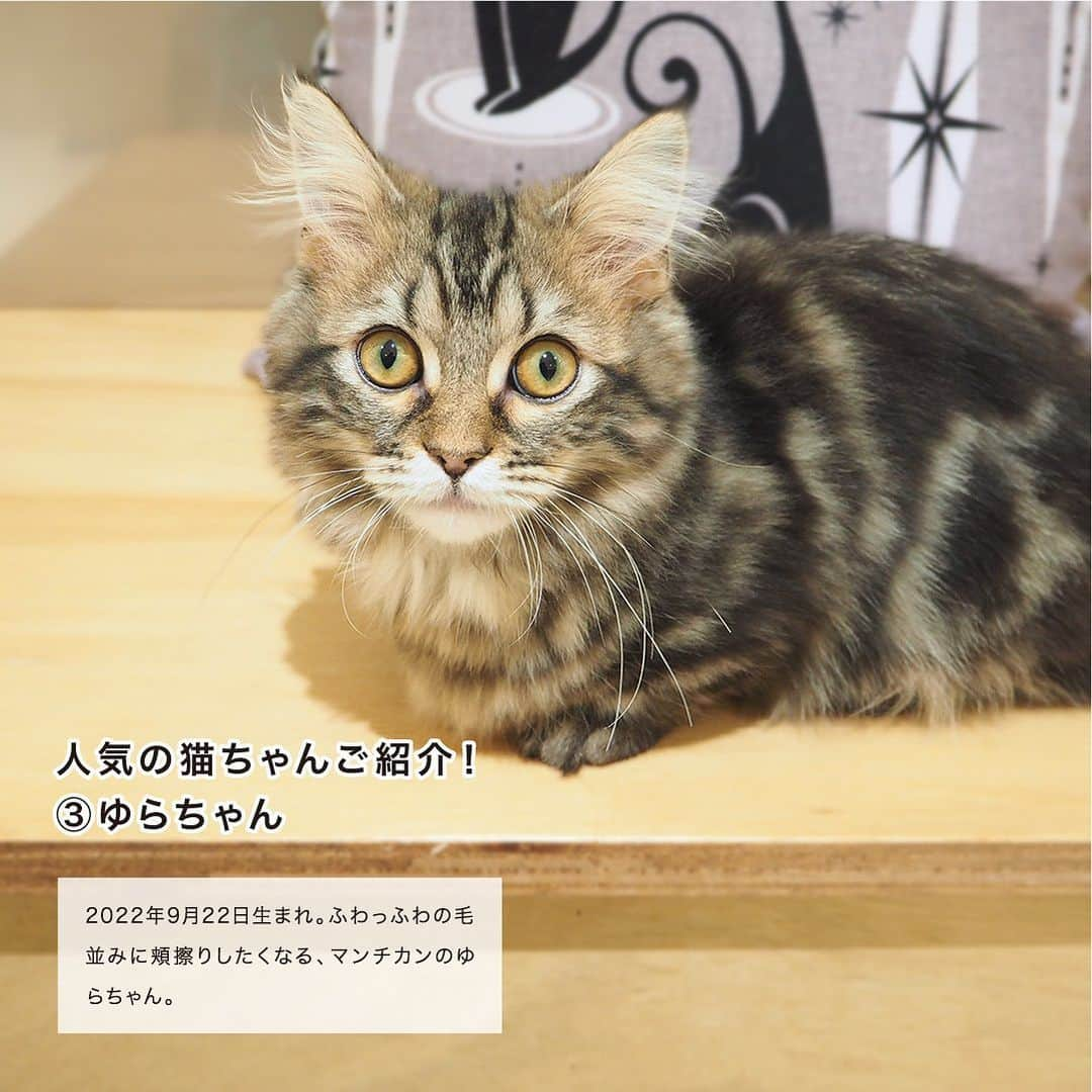 天王寺ミオさんのインスタグラム写真 - (天王寺ミオInstagram)「猫カフェ「モフ」が天王寺ミオにオープン！人気の猫ちゃんをご紹介！  天王寺ミオ初となる猫カフェが3月にオープン！ただいま愛らしい仔猫ちゃんたちでいっぱいです！ 猫カフェってどんなことができるの？猫ちゃんは懐いてくれるの？？料金体系はどんな感じ？？などなど、気になることがたくさん。 というわけで今回は、プラスミオ編集部が実際に本館6Fにオープンした「キャットカフェ モフ」に取材に行ってきました！ かわいい猫ちゃんたくさんの幸せ空間へ、レッツゴー！  - 紹介ショップ - キャットカフェ　モフ  猫好きな人は、😺でコメントしてね♪  記事全文は「+MIO」で公開中！ストーリーズ・ハイライトからアクセスできます♪ ↓ @tennojimio_official -------------------- ＋MIO（プラスミオ）とは... 「今のわたしにぴったりな、ほしいをプラス。」をコンセプトに、ライフスタイルやグルメなど、多彩な出会いをお届けするウェブマガジンです。 -------------------- ※営業時間については予告なく変更となる場合がございます。最新の情報につきましては、ミオホームページまたは、各店舗へご確認ください。  #天王寺ミオ #天王寺mio #大阪 #天王寺 #あべの #天王寺カフェ #あべのカフェ #天王寺ライフスタイル #あべのライフスタイル #猫カフェ #ねこカフェ #ネコカフェ #キャットカフェ #天王寺猫カフェ #猫 #キャットカフェモフ #関西初出店 #癒やしの空間」3月29日 12時09分 - tennojimio_official