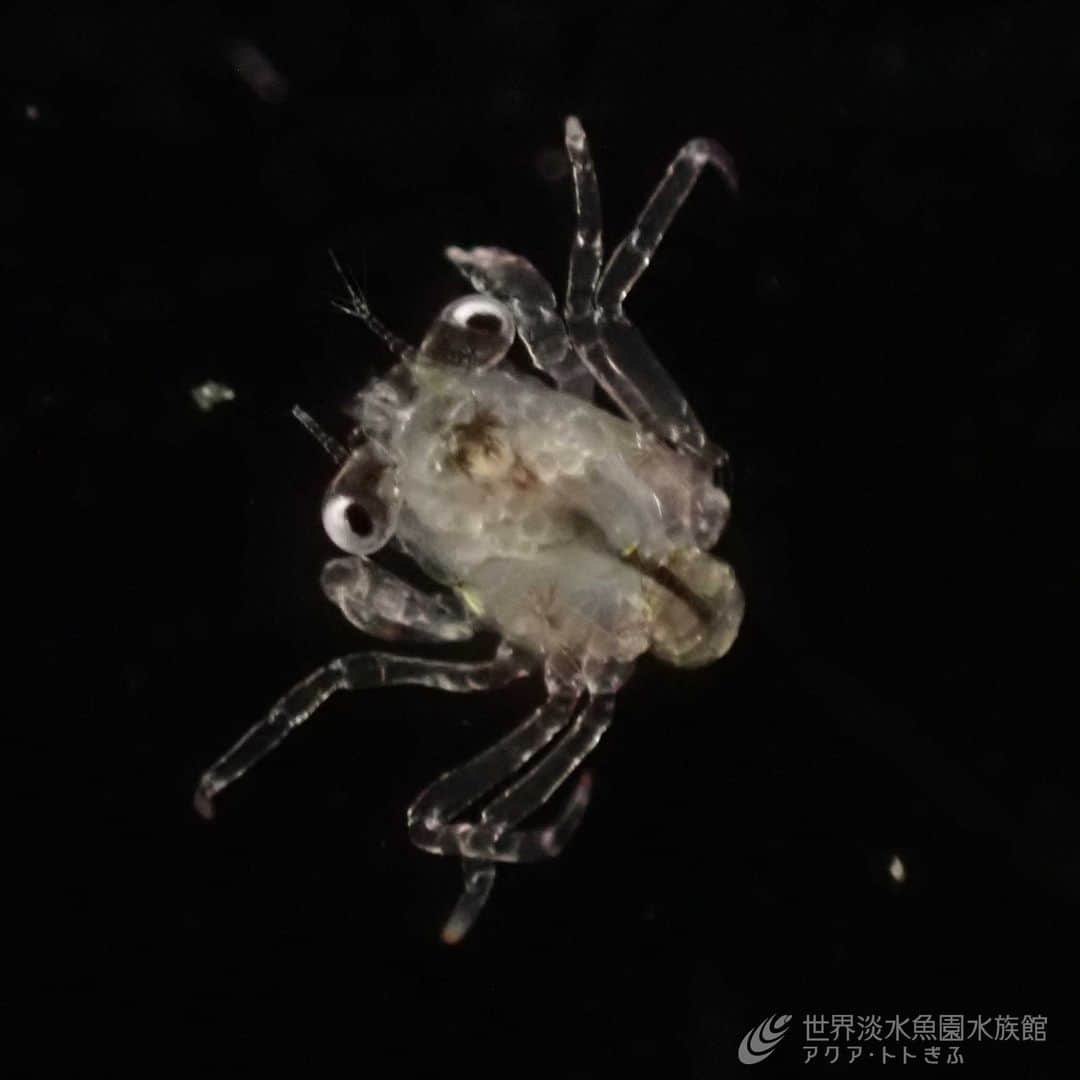 世界淡水魚園水族館 アクア・トト ぎふのインスタグラム：「ハマガニのゾエア幼生は、変態してメガロパ幼生になりました！  いっきにカニに近づいた感じがします。  #アクアトト #水族館 #aquarium #オアシスパーク #河川環境楽園」