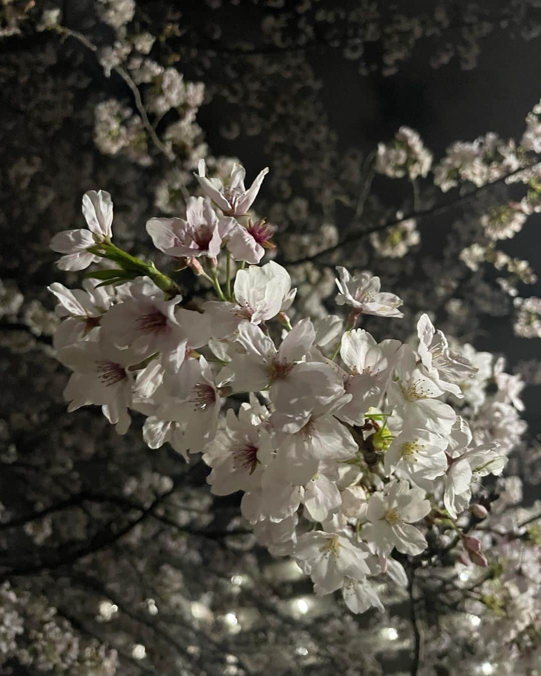 瀬名ひなのさんのインスタグラム写真 - (瀬名ひなのInstagram)「cherry blossoms  春〜夏にかけてが一番スキ」3月29日 12時29分 - hinan0n