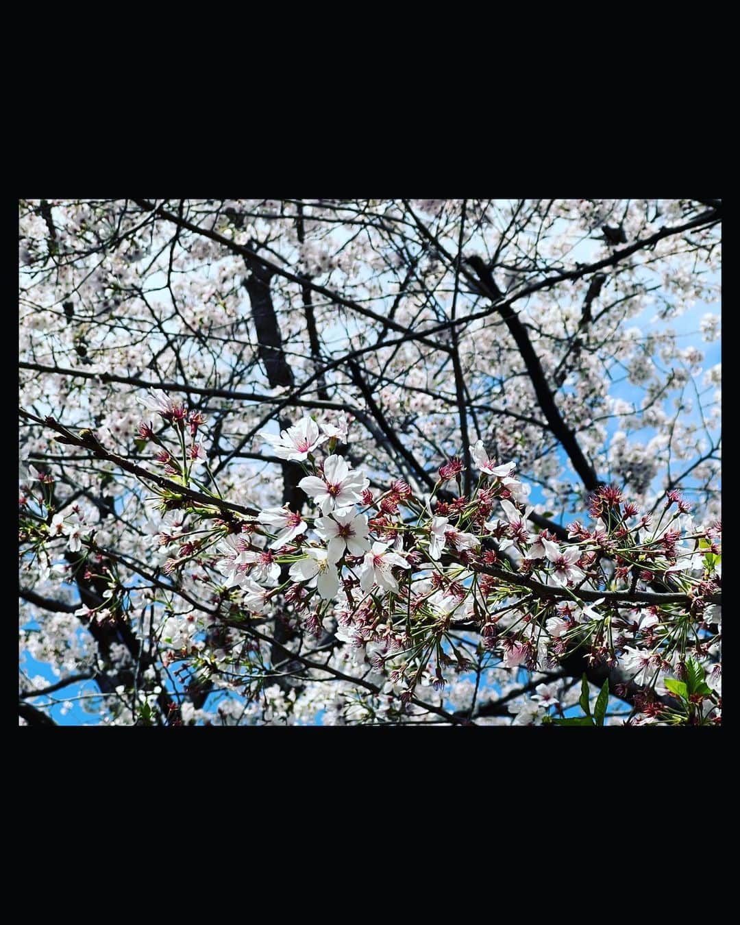 松田凌のインスタグラム：「朝現場までの道中あまりにも綺麗で足止めちゃいました 早めに出てて良かった さて、桜の似合う皆のもとへ 稽古行ってきます」