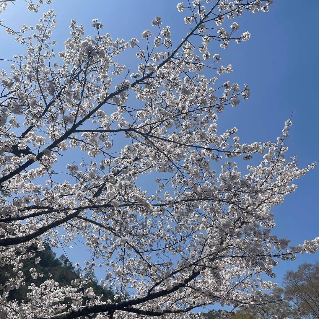 ボーダーズ アット バルコニーさんのインスタグラム写真 - (ボーダーズ アット バルコニーInstagram)「最高の時期に京都に来れました。母と、イギリス🇬🇧に行ってるたまちゃんと。 いい思い出できて嬉しい😊」3月29日 12時48分 - yokoshibatabordersatbalcony