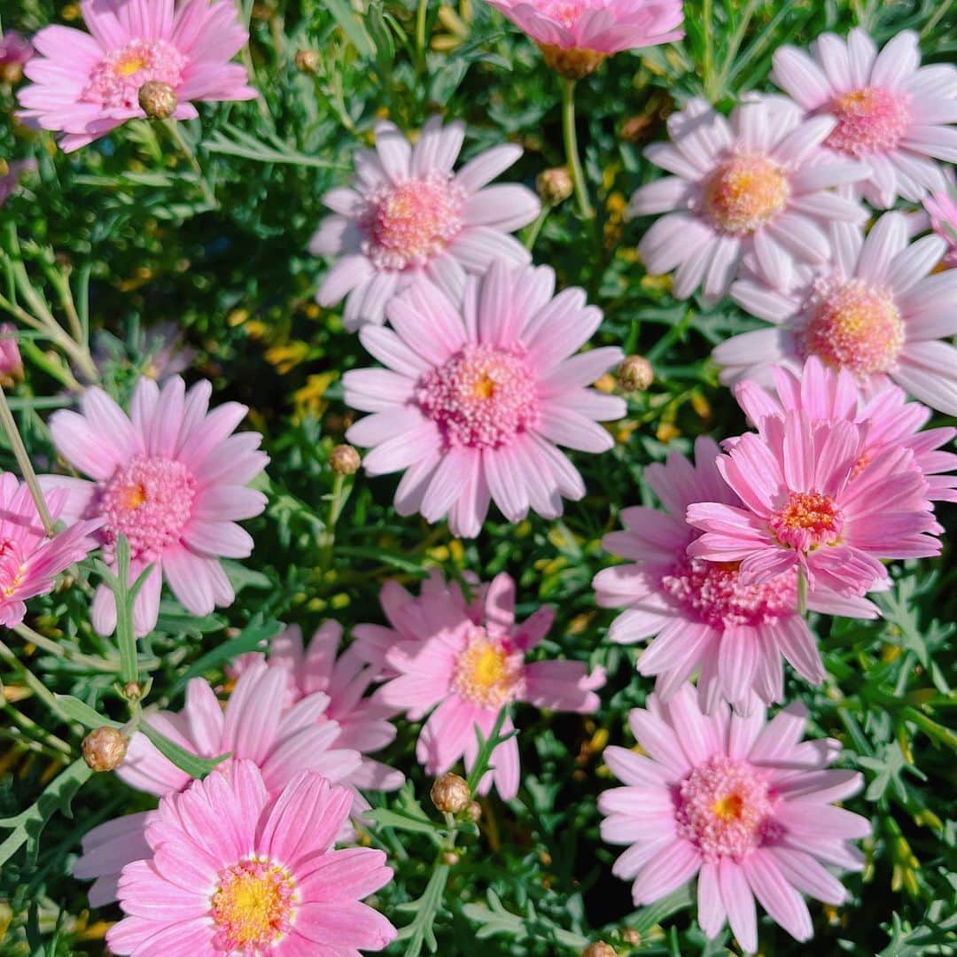 のインスタグラム：「マーガレット？　　　　　　　　　　　　　　　　 可愛い💐　　　　　　　　　　　　　　　　　　 　　　　　　　　　　　　　　　　　　　　　　　 　　　　　　　　　　　　　　　　　　　　　　 #花 #お花 #マーガレット」
