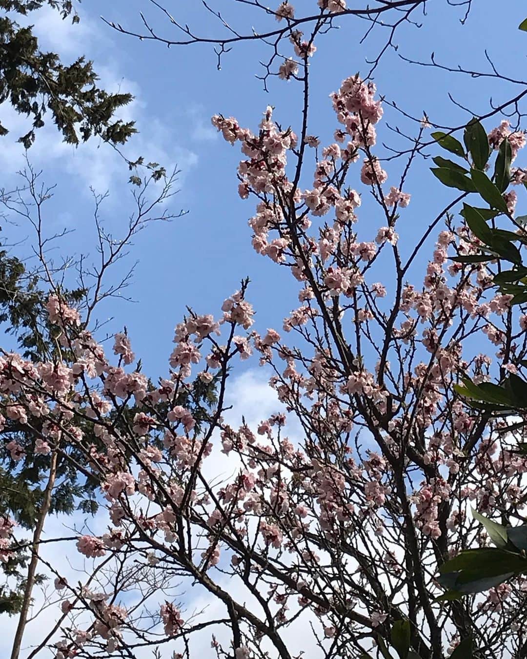 ハイアット リージェンシー 箱根 リゾート＆スパさんのインスタグラム写真 - (ハイアット リージェンシー 箱根 リゾート＆スパInstagram)「ハイアット リージェンシー 箱根のハーブガーデンに咲いた桜🌸です。今朝はハーブガーデンで”青空”と”桜”を見上げてほっこりした気分になりました。少しだけ皆さまもこのハイアット リージェンシー 箱根の🌸でお花見をお楽しみください。皆さまにとって素敵な1日でありますように。⁣ ⁣ 詳細は @hyattregencyhakone から。⁣ ⁣ ⁣#hakone #箱根 #mountains #ホテル #リゾートホテル #日本 #japan #温泉#onsen #onsen♨️ #resort #luxury #hyattregencyhakone #ハイアットリージェンシー箱根 #hyatt #ハイアット #hyattregency #worldofhyatt #ハーブガーデン #箱根の我が家 #桜 #ハーブ#herb  #優しい時間」3月29日 12時52分 - hyattregencyhakone