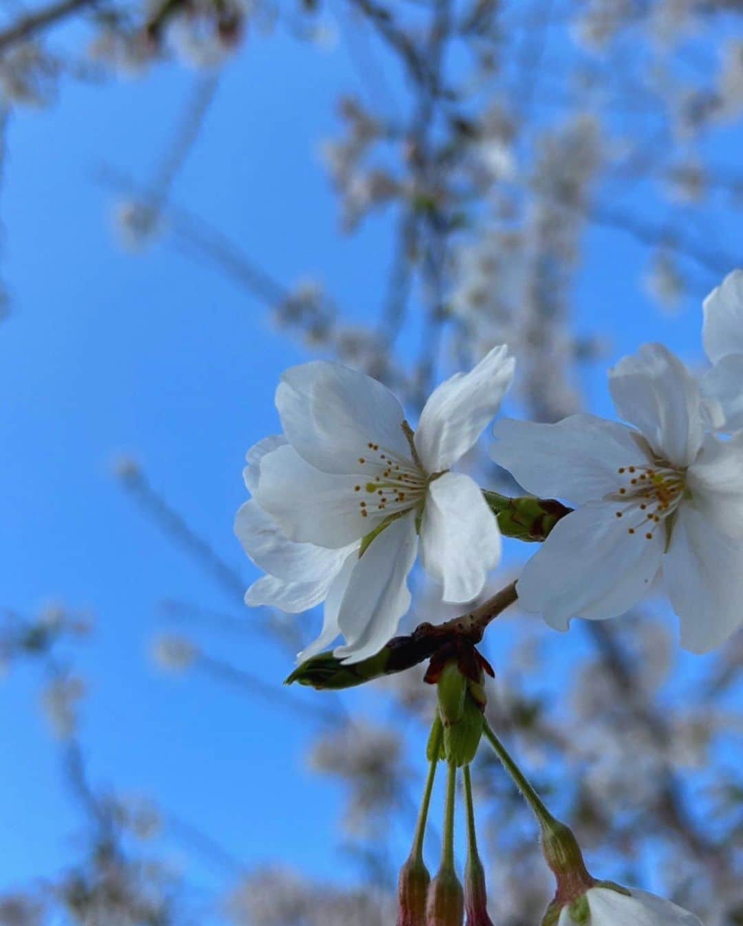 佐藤佳奈のインスタグラム：「桜が見頃ですね🌸  久保さんの衣装も桜風でした🤍  #すまたん #すまたんzip」