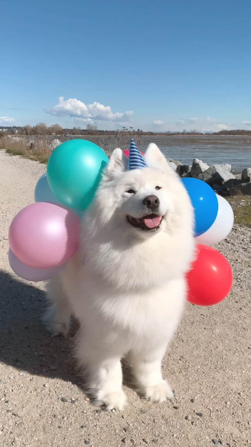 のインスタグラム：「It’s Bear’s special day! Today marks 6 years since we adopted him. Bear turns 10 this year, so we’re also celebrating his 10th birthday today 🐻‍❄️🎈 Happy Gotcha Day, Bear! Thank you for making our lives infinitely brighter ❤️」