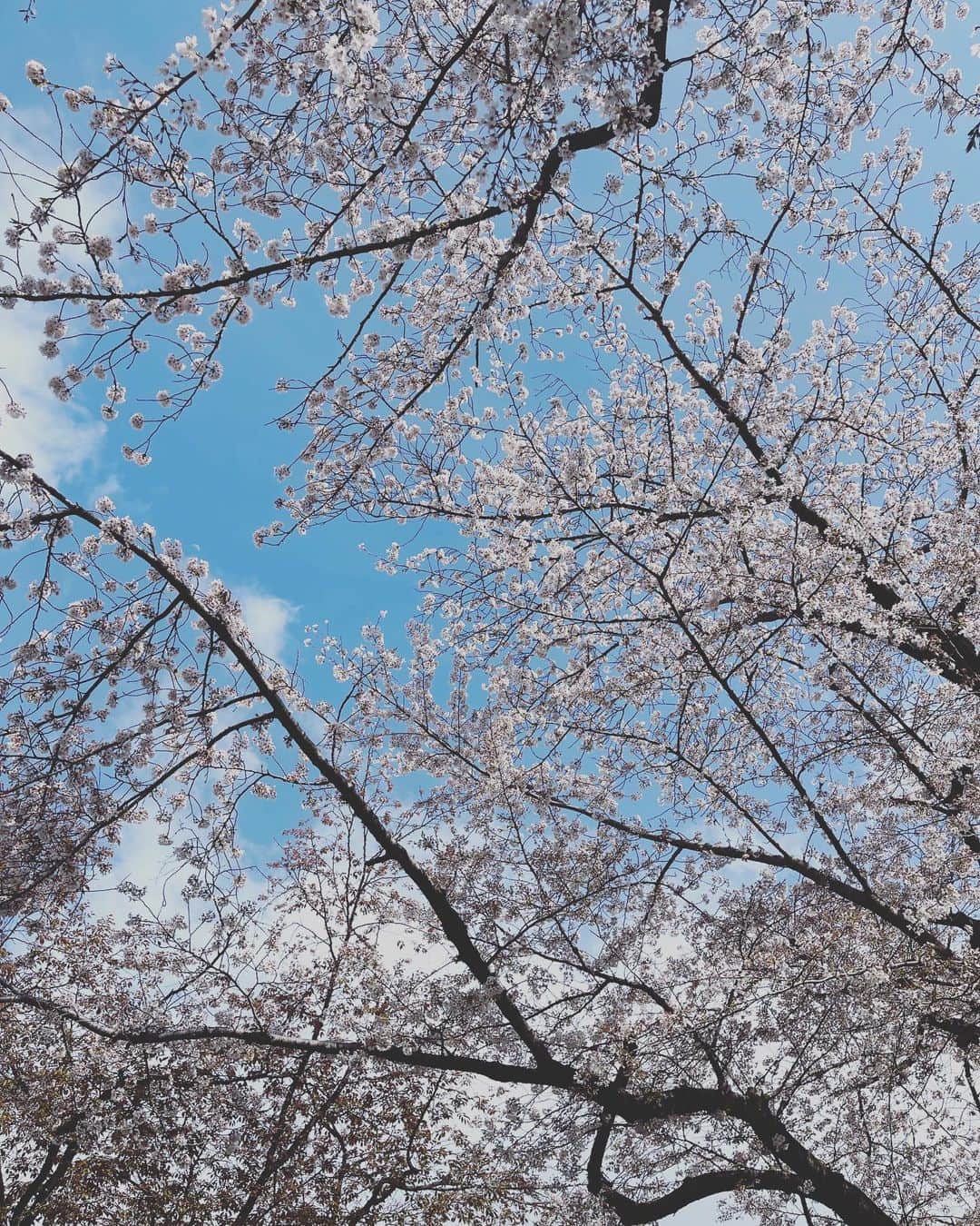 兒玉遥さんのインスタグラム写真 - (兒玉遥Instagram)「お花見🌸今年は絶対したい！って思ってたけん実現してよかった！」3月29日 8時17分 - haruka_kodama919