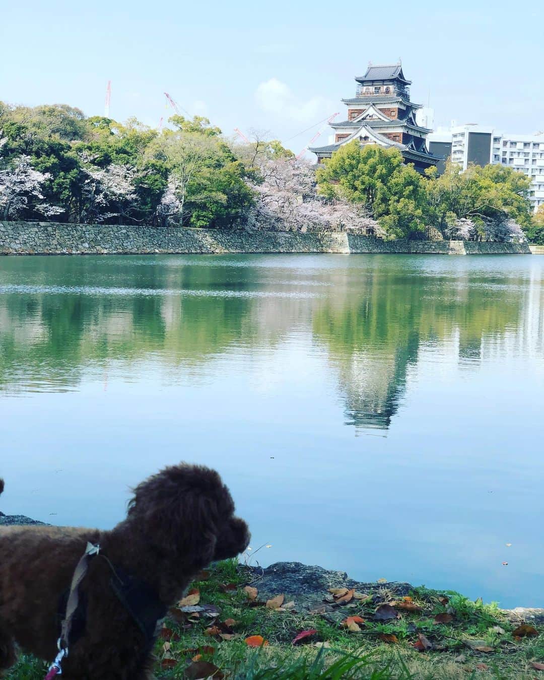 廣瀬純のインスタグラム：「44歳になりました🎉  お祝いコメントありがとうございます😊  これからも学びを続け、1人でも多く2軍から1軍の勝利に貢献できる選手のサポートをして行きます。 若鯉の応援よろしくお願いします📣  最近はチカくんとずっと一緒です🐕  #といぷーどる」