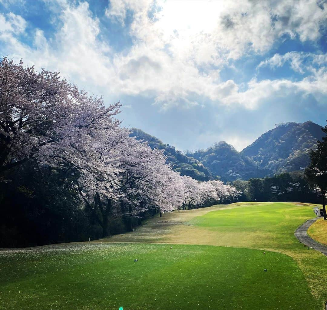 日比野玲さんのインスタグラム写真 - (日比野玲Instagram)「桜コースというだけあって、、各ホール桜満開っす！！  @callawayapparel_japan  #キャロウェイアパレル  #桜 #桜の中でゴルフ  #テンション上がる  #同級生ゴルフ #同級生は楽しい #オヤジゴルフ  #感謝感謝  #それな」3月29日 8時40分 - aquilano_hibino