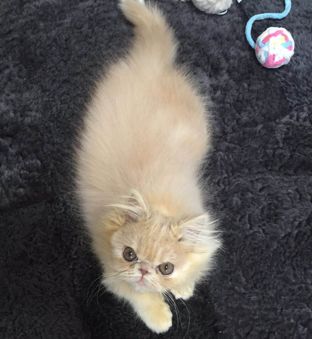 ミッシュのインスタグラム：「ちびミッシュ💕  #ミッシュ #3ヶ月の頃  #ほわほわ  #綿毛が可愛かった #まだあどけない #キティ時代 #エキゾ #cats_of_instagram」