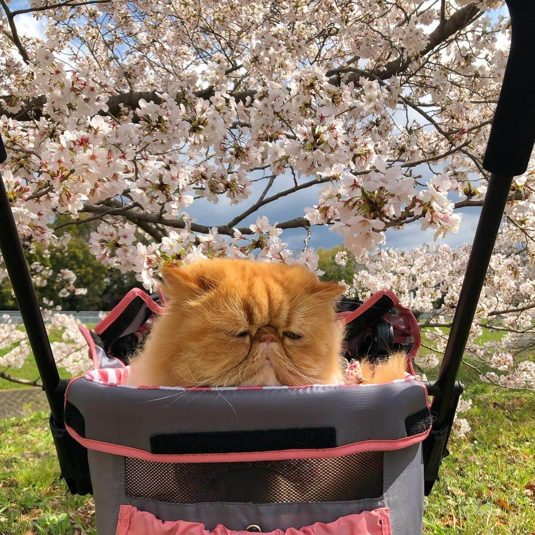 女将のインスタグラム：「Ulu  いつかの花見🌸  #興味のなさがピカイチ #花より団子 #ウル仙人  #ねこ#ねこのきもち#ねこのいる生活#エキゾチックロングヘア#ペコねこ部#お花見ニャンコ🌸#日本#桜#sakura#cat#cats#catstagram#catsofinstagram#ilovecats#exoticlonghair」