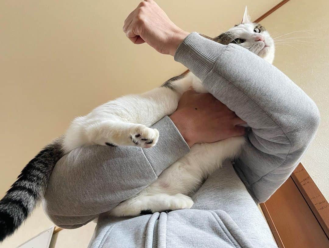 ひのき猫さんのインスタグラム写真 - (ひのき猫Instagram)「オマメの抱っこの形\(´･ω･`)/」3月29日 8時58分 - hinoki.cute.kitten