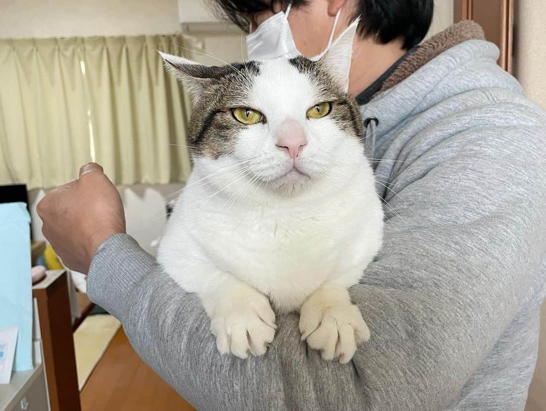 ひのき猫さんのインスタグラム写真 - (ひのき猫Instagram)「オマメの抱っこの形\(´･ω･`)/」3月29日 8時58分 - hinoki.cute.kitten