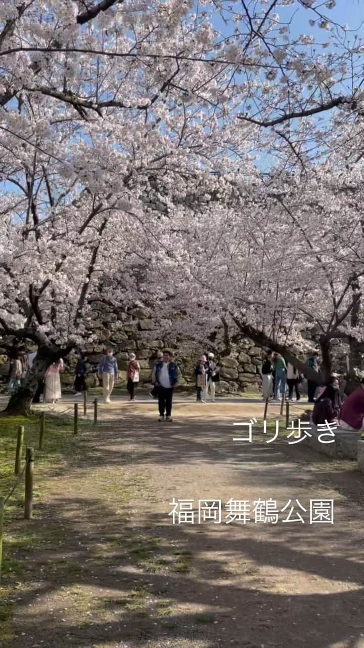 ゴリけんのインスタグラム：「ゴリ歩き  舞鶴公園の桜は満開でした。  この日は外国人をおもてなしする ロケだったんですが  満開をEnglishで  フラワーマックススマイル！ と訳したら 通じました。  #ゴリ歩き #舞鶴公園」