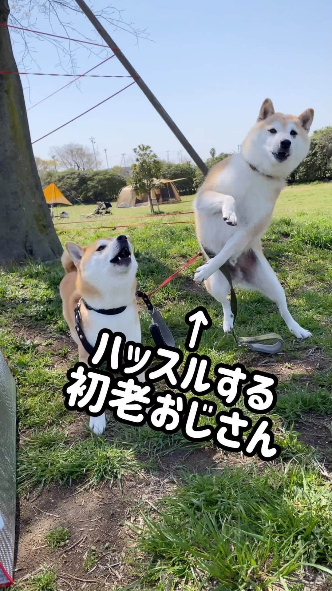 柴犬Mamesuke・Korosuke??大阪のインスタグラム：「． まだまだ元気なおじさん😊 🐾-—*-—*-—*-—*🐾 #MameKoro #豆コロ #柴犬と子供 #犬と子供 #チャリちゃん見守り隊 #子守犬 #豆柴 #柴犬 #赤柴 #豆介 #コロ介 #shibagram #shibastagram #shibainu #shiba #🐕📷」