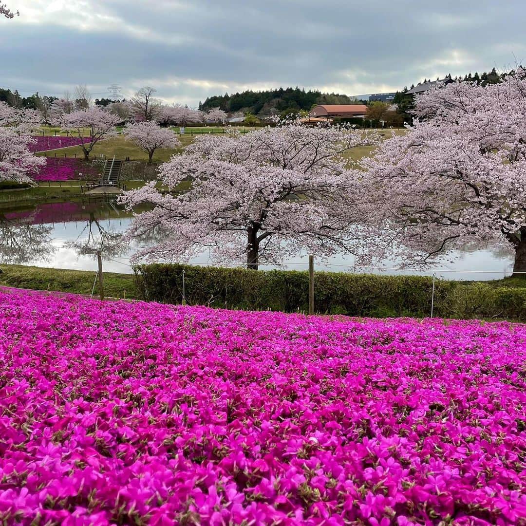 依田司さんのインスタグラム写真 - (依田司Instagram)「3月29日（水） 茨城県牛久市の牛久浄苑から。園内外には4種類400本の桜があり春爛漫。ソメイヨシノは土曜日に満開となりました。さらに、例年よりかなり早く芝桜も見頃となっています。ギネスにも載る巨大な牛久大仏とソメイヨシノ、芝桜の共演は今だけ。 桜雲に乗る大仏様は、極楽浄土の世界のよう。その大きさ、5枚目の動画でとくとご覧あれ。  #牛久大仏 #LACOSTE #ラコステ #依田さん #依田司 #お天気検定 #テレビ朝日 #グッドモーニング #サタデーステーション #気象予報士 #お天気キャスター #森林インストラクター #グリーンセイバーアドバンス #プロジェクトワイルド #IPCC伝導者 #japan #japantrip #japantravel #unknownjapan #japanAdvenそture #japanlife #lifeinjapan #instagramjapan #instajapan #療癒 #ilovejapan #weather #weathercaster #weatherforecast」3月29日 9時27分 - tsukasa_yoda