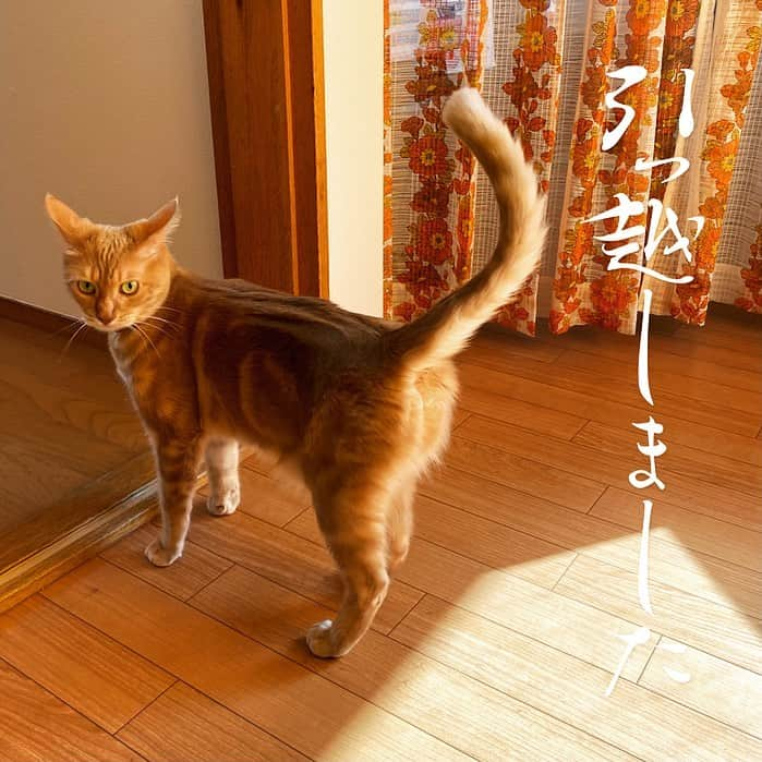 岡田梨沙のインスタグラム：「🐈大学卒業から20年余りを過ごした東京を離れ、少しだけ海に近い、いわゆる湘南エリアに引っ越しました⚓️  と言っても海まで自転車で20分。 川の近くなので、川沿いをくだれば海。 散歩コースには困らなそうです。  引っ越しは夫の転職がきっかけですが、その転職も、鎌倉在住のベーシストとまそんに「なんか海に呼ばれてる気がするんだよね〜」と私が話したら、あれよあれよといろんな話が進んで、なんと、とまそんのユニット、小川コータ&とまそんのこーた氏が昨年作ったインタナティブスクール「湘南ホクレア学園」で夫が働くことに…！ (その学園についてはまたゆっくり☺️)  今回の引っ越しは運命を感じずにはいられず、人生ってこういう風に進んでいくんだなぁなんてしみじみと感じております。 中高の母校である公文国際学園には自転車で30分。近い。。 もう少し落ち着いたらたくさんお出かけしようと思います。  あ、音楽活動は変わらず続けますのでそちらは引き続きよろしくお願いします！  今年のリサランドはどうするのー？とお問合せいただいてますが、今年は、たぶん、配信でやります！ せっかく新しい地に住んだので、そこから！予定だけれど！ なので、続報をお待ちください☺️  3年間住んだ前の東京の家は、これでもかというくらいMVに登場しましたが、今回の家もきっと少しずつ全貌が明らかになっていくことでしょう。。。  というわけで、引き続き、変わらず、みなさまよろしくお願いします！」