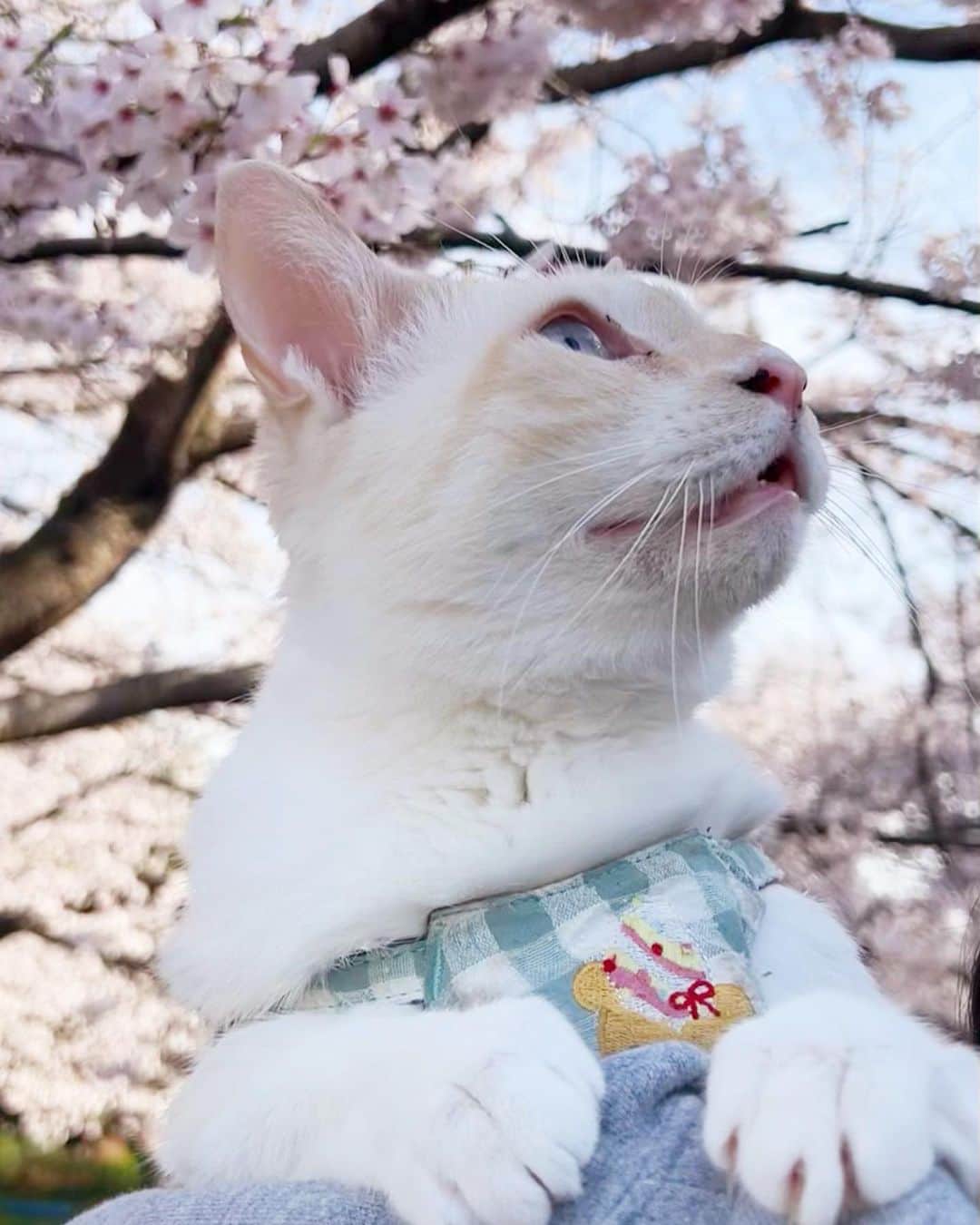 ソルトさんのインスタグラム写真 - (ソルトInstagram)「1.2枚目は昨日のソル散歩🐾 年々枝が短く切られてしまって桜が遠い💦  また来年見れますように🌸  #ソルくんと桜 #5枚目がポストカード予定です  #cat#catstagram #instacat #catsofinstagram #catoftheday #lovecats #instagramcats #instagram #kitty #cat_features #cutepetclub #TopCatPhoto#catstocker #weeklyfluff #にゃんこ#ねこ#ねこ部#猫#ネコ#ふわもこ部#ペコねこ部#保護猫を家族に #保護猫と暮らす#ささかまねこ#笹かま猫#桜#さくら」3月29日 9時48分 - salt_oo