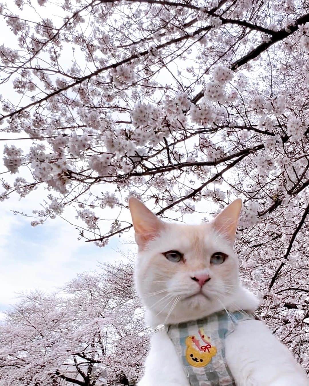 ソルトさんのインスタグラム写真 - (ソルトInstagram)「1.2枚目は昨日のソル散歩🐾 年々枝が短く切られてしまって桜が遠い💦  また来年見れますように🌸  #ソルくんと桜 #5枚目がポストカード予定です  #cat#catstagram #instacat #catsofinstagram #catoftheday #lovecats #instagramcats #instagram #kitty #cat_features #cutepetclub #TopCatPhoto#catstocker #weeklyfluff #にゃんこ#ねこ#ねこ部#猫#ネコ#ふわもこ部#ペコねこ部#保護猫を家族に #保護猫と暮らす#ささかまねこ#笹かま猫#桜#さくら」3月29日 9時48分 - salt_oo