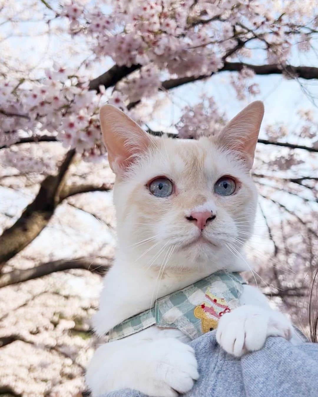 ソルトのインスタグラム：「1.2枚目は昨日のソル散歩🐾 年々枝が短く切られてしまって桜が遠い💦  また来年見れますように🌸  #ソルくんと桜 #5枚目がポストカード予定です  #cat#catstagram #instacat #catsofinstagram #catoftheday #lovecats #instagramcats #instagram #kitty #cat_features #cutepetclub #TopCatPhoto#catstocker #weeklyfluff #にゃんこ#ねこ#ねこ部#猫#ネコ#ふわもこ部#ペコねこ部#保護猫を家族に #保護猫と暮らす#ささかまねこ#笹かま猫#桜#さくら」
