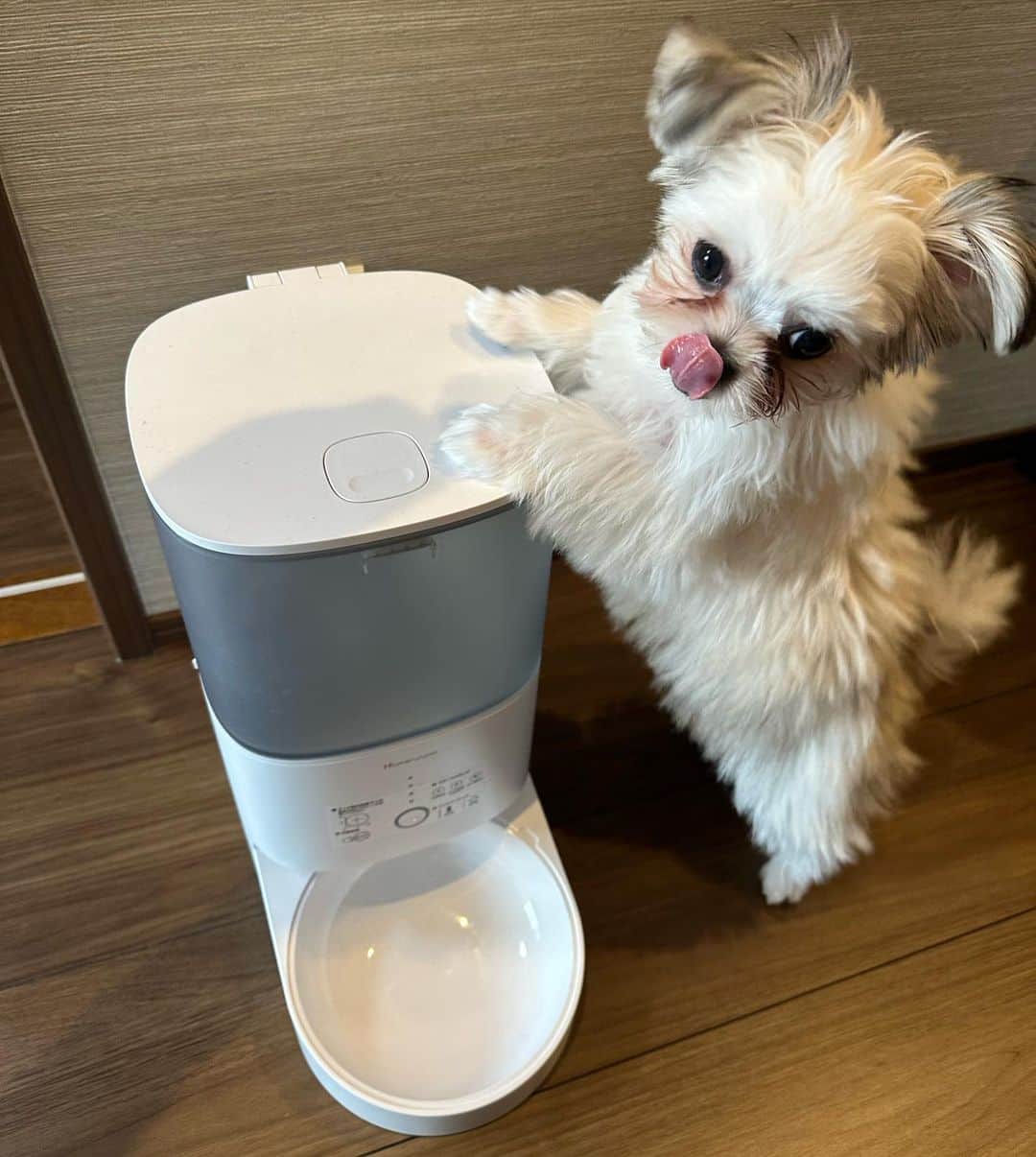 村上友梨のインスタグラム：「ご紹介🌷 愛犬ちぇるを飼い始めて2ヶ月が経ちました🐶 犬を飼ったら絶対欲しいと思っていた  @homerunpet_jp  仕事上ご飯の時間帯に絶対家にいられるとは限らないので🥺 遠隔操作もできて一定のご飯の量が出てきてくれるスマートペットフィーダー🍚 ご飯大好きなちぇるちゃんはとっても食いつきがよい🫶 ご飯入ってない時でもカリカリしてます🤭 今はまだpuppyちゃんなので基本的には一緒にいる時にご飯食べておりますが、徐々にお留守番の時間も長くして慣れてもらってます😢💓  すっごくおすすめなので気になった方は是非！！！  リンクはこちらです☟ https://www.makuake.com/project/homerunpet/   #Homerunpet  #スマートペットフィーダー  #愛犬  #遠隔ご飯  #食いしん坊  #犬のいる暮らし  #犬好きと繋がりたい」