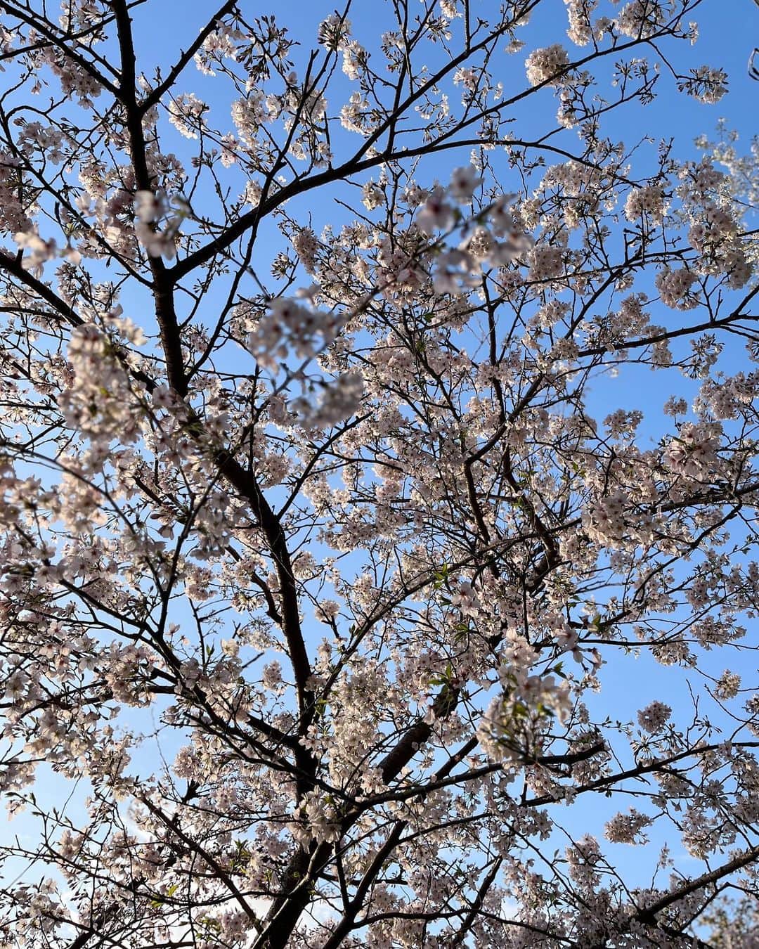 宇藤えみさんのインスタグラム写真 - (宇藤えみInstagram)「裏の激坂のさんぽ道。笑 山桜があちこちに咲いていて 桜のパッチワークのようで山が可愛い🌸 #暮らし#春いろ」3月29日 10時02分 - emiuto