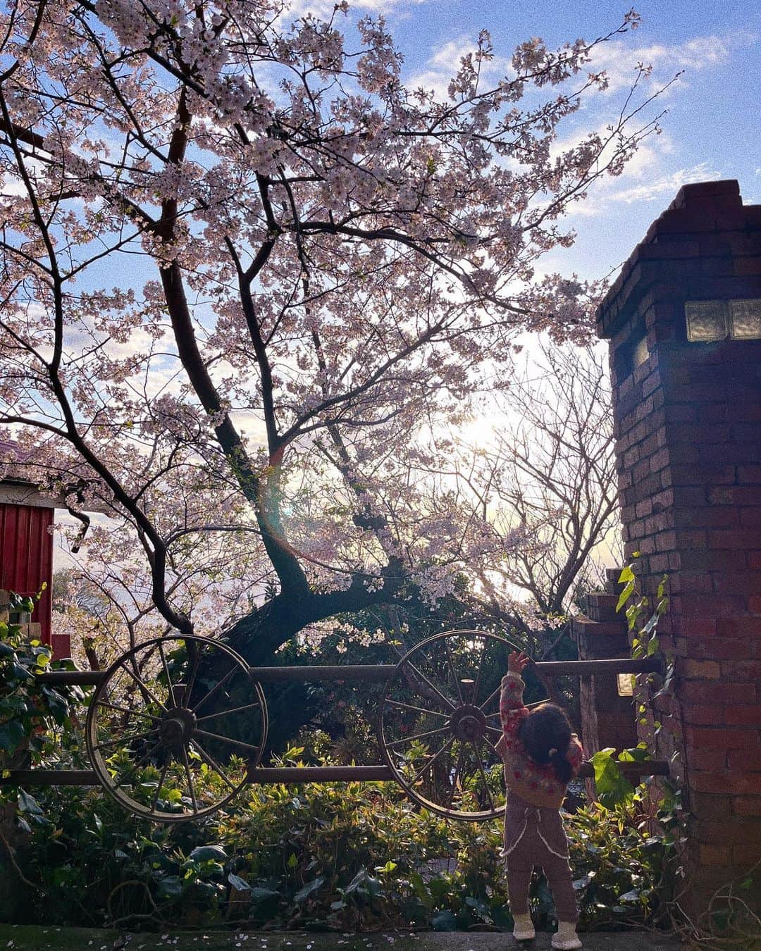 宇藤えみのインスタグラム：「裏の激坂のさんぽ道。笑 山桜があちこちに咲いていて 桜のパッチワークのようで山が可愛い🌸 #暮らし#春いろ」