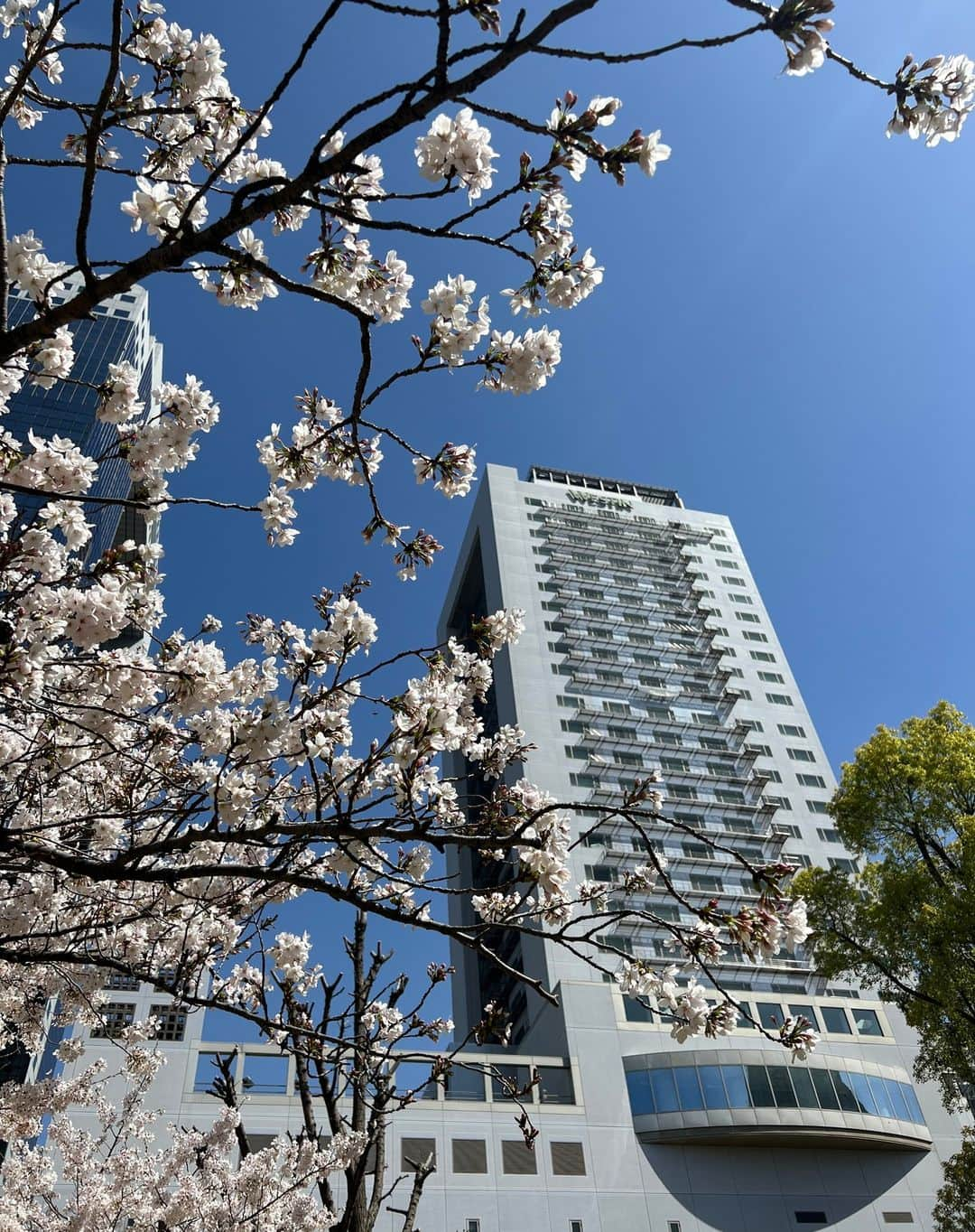 The Westin Osaka （ウェスティンホテル大阪）のインスタグラム：「ホテル近くの公園の桜も満開です🌸  ————————————————— #桜 #CherryBlossoms #大阪 #梅田 #お花見 #hanami ————————————————— Tag @westinosaka to share your image with us. ⠀⠀ #WestinOsaka #ウェスティンホテル大阪」